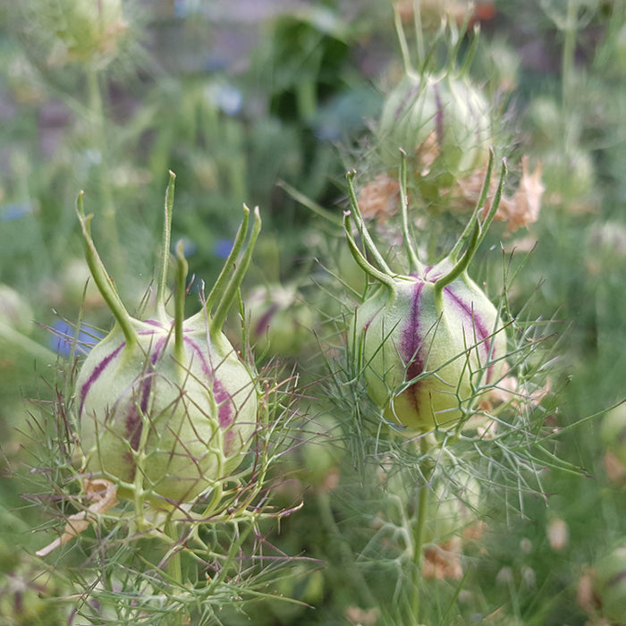 love in a mist
