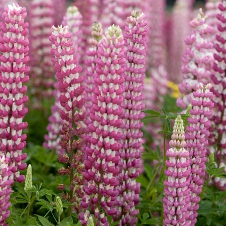chatelaine russell lupine