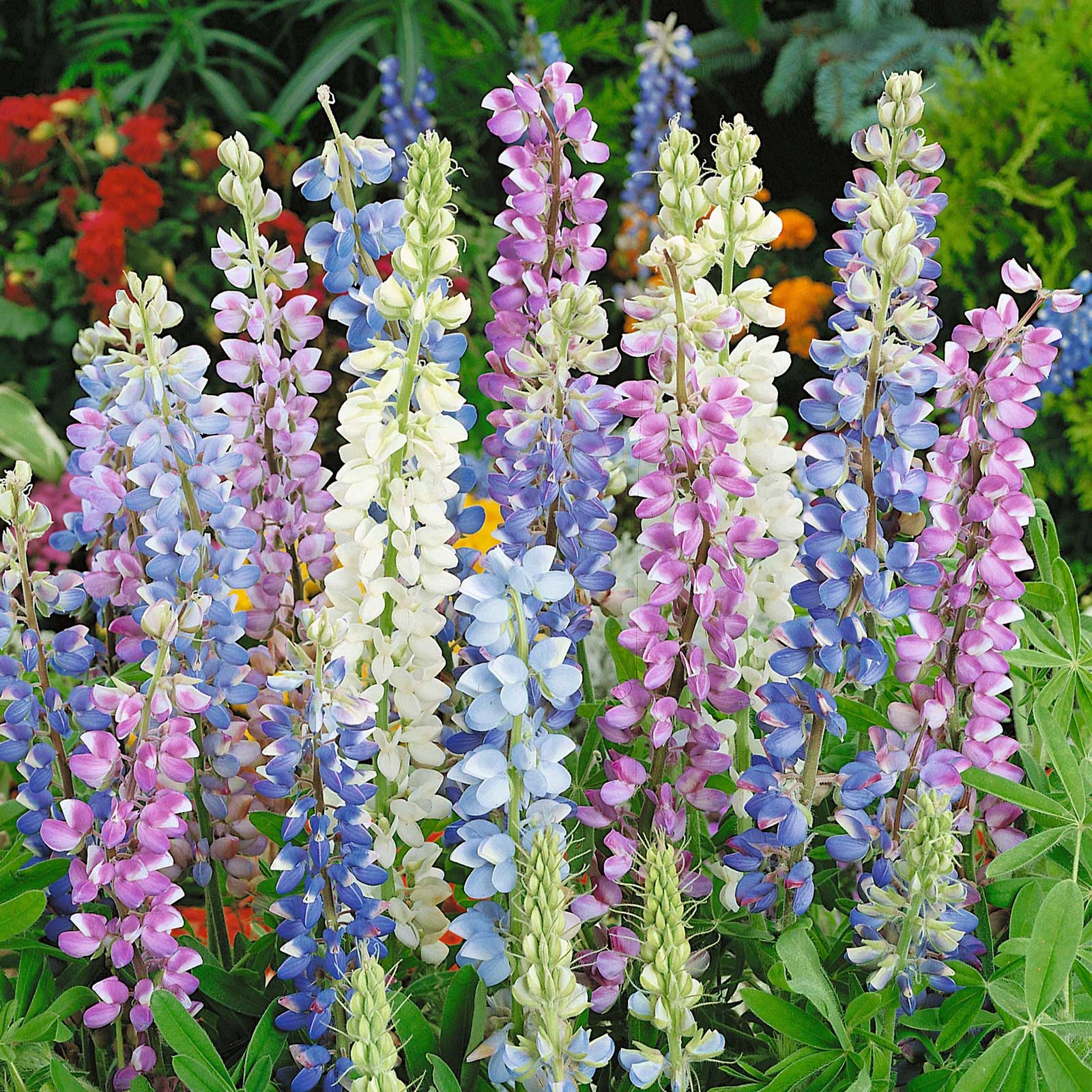 lupine flower from seed Bulk Lupine Seeds