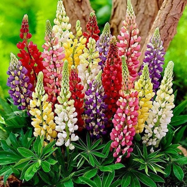 minarette dwarf russell lupine 