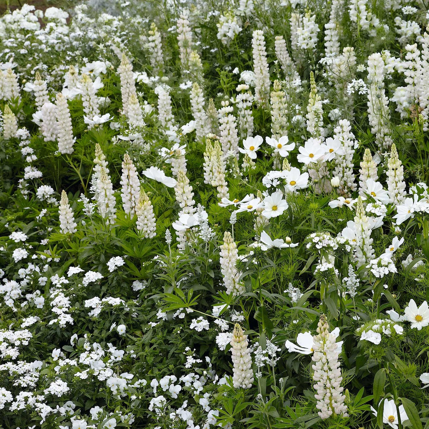 noble maiden russell lupine