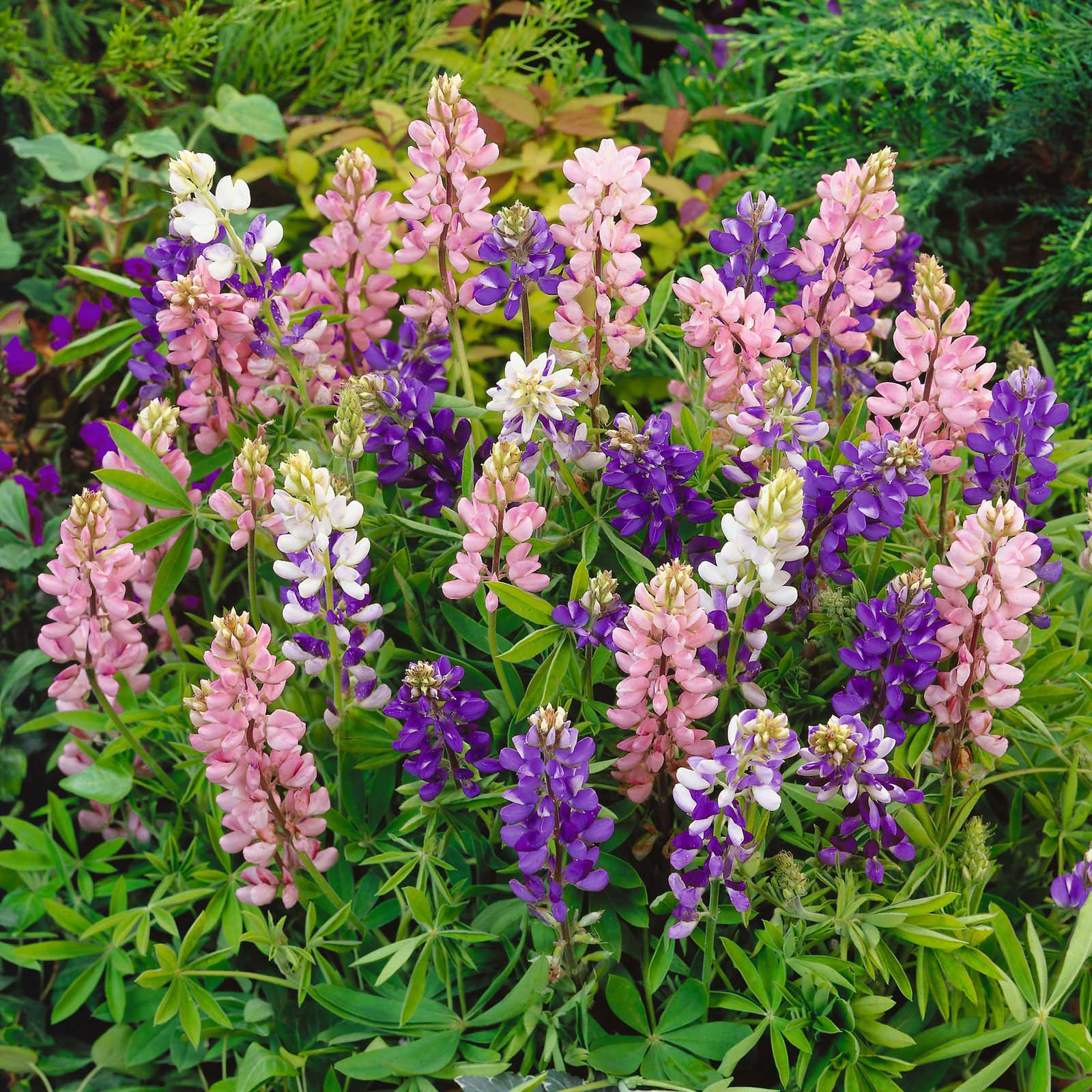 lupine flower from seed Bulk Lupine Seeds (Dwarf)