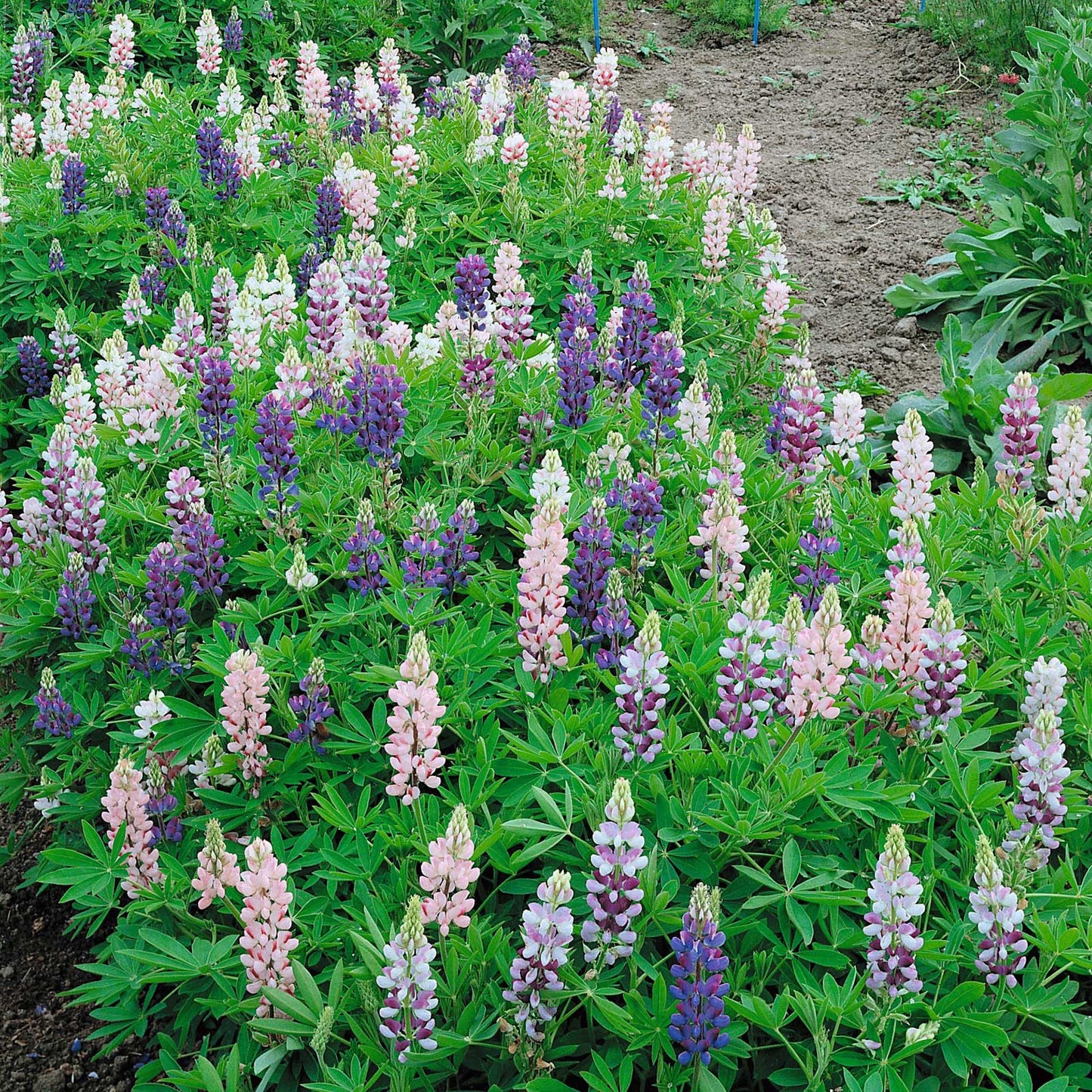 dwarf lupine 