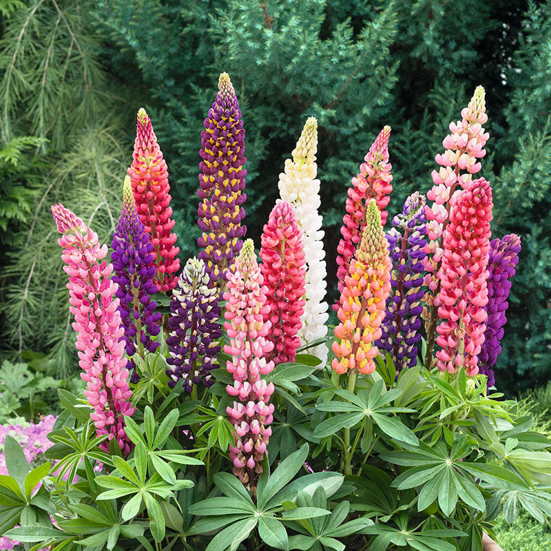 lupine plant seeds Bulk Russell Lupine Seeds