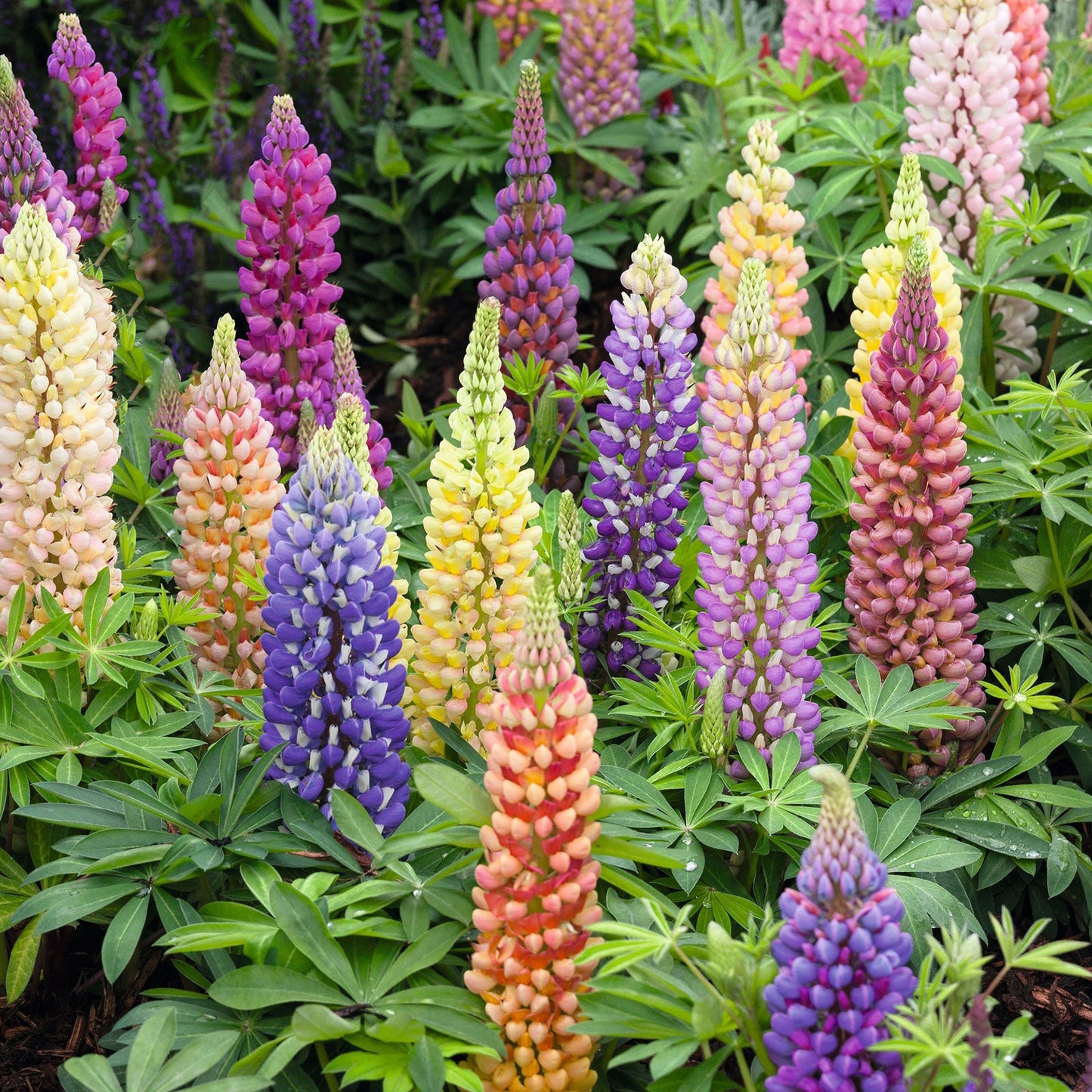 russell lupine