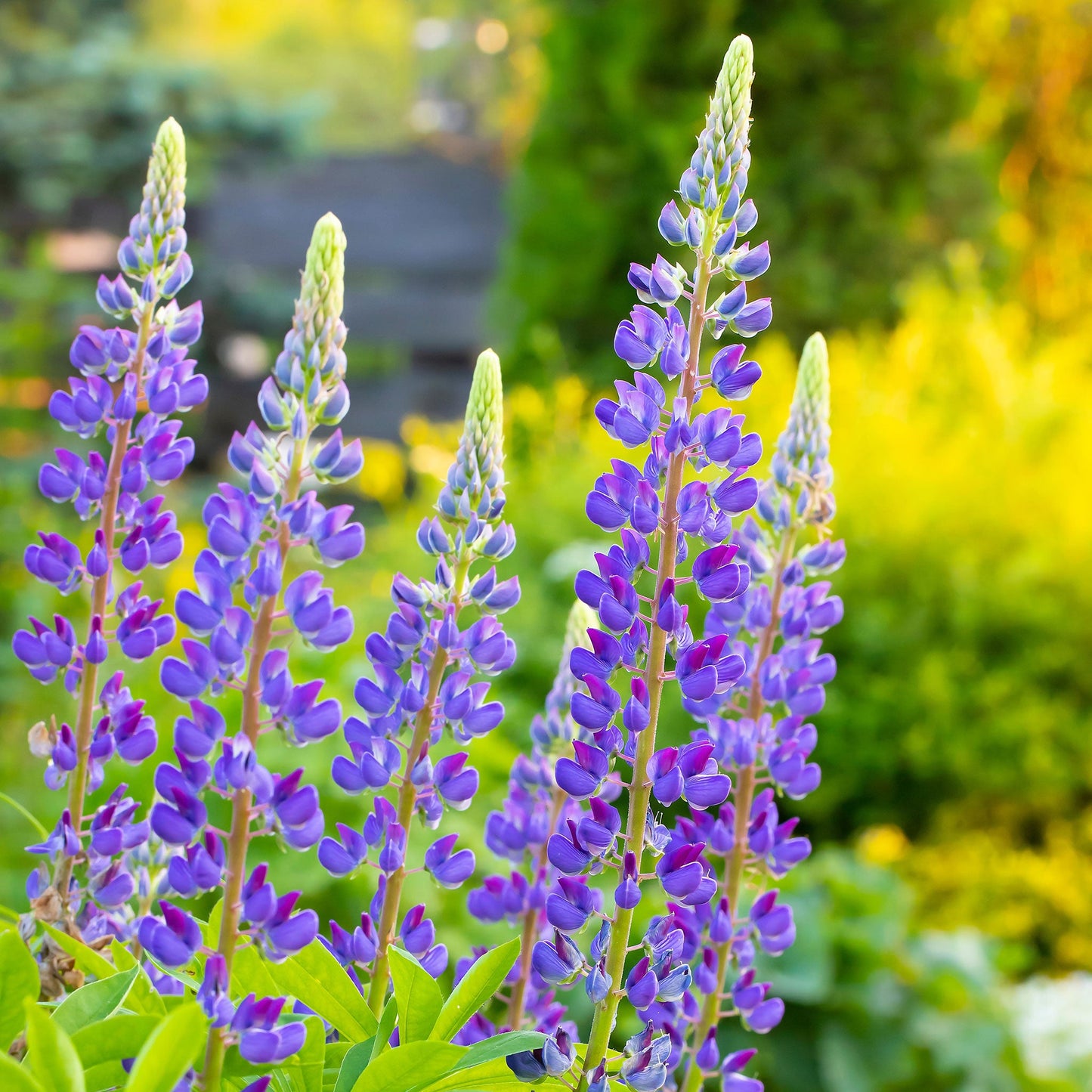 wild lupine