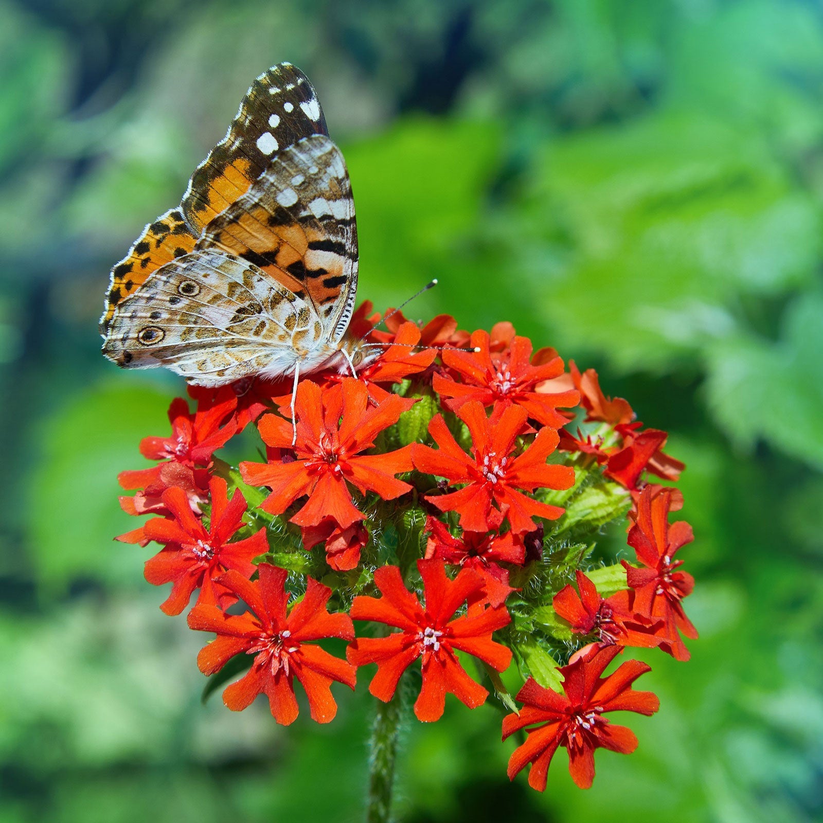 maltese cross flower seeds Bulk Maltese Cross Seeds 1 Ounce