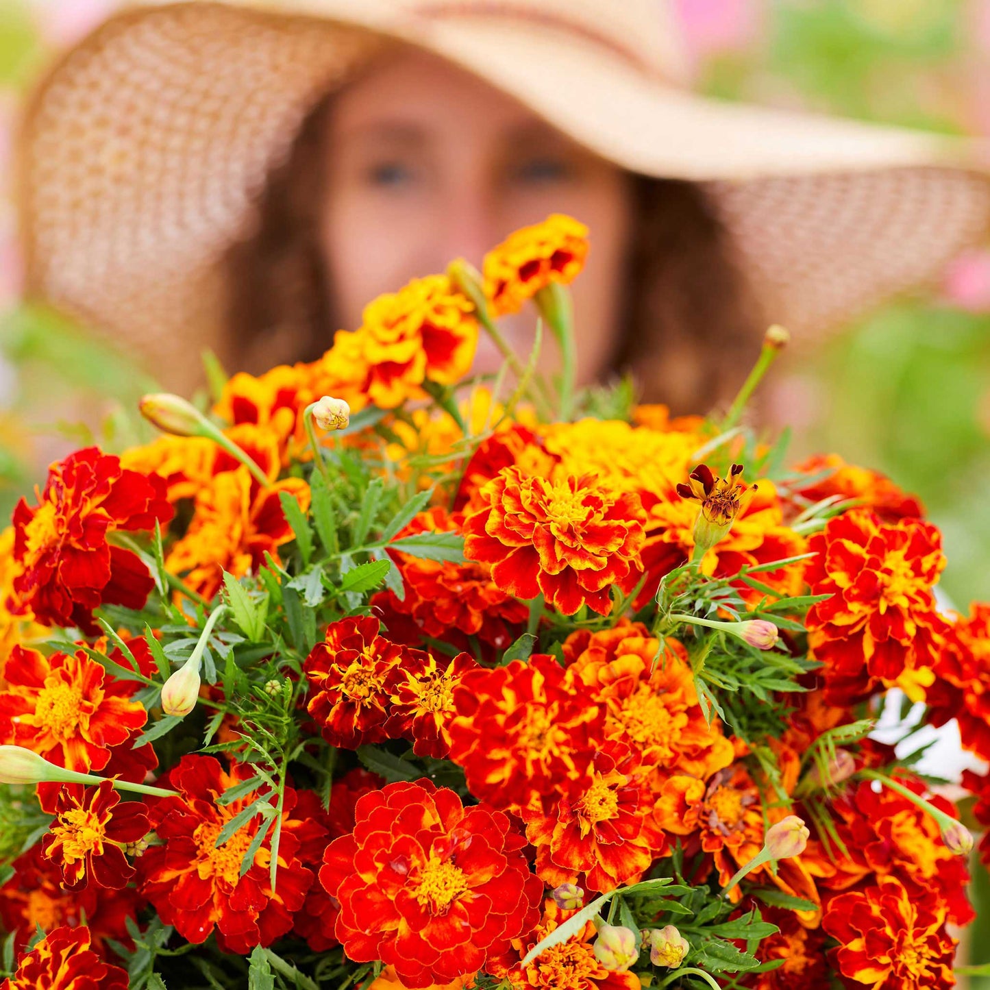 french marigold bonita