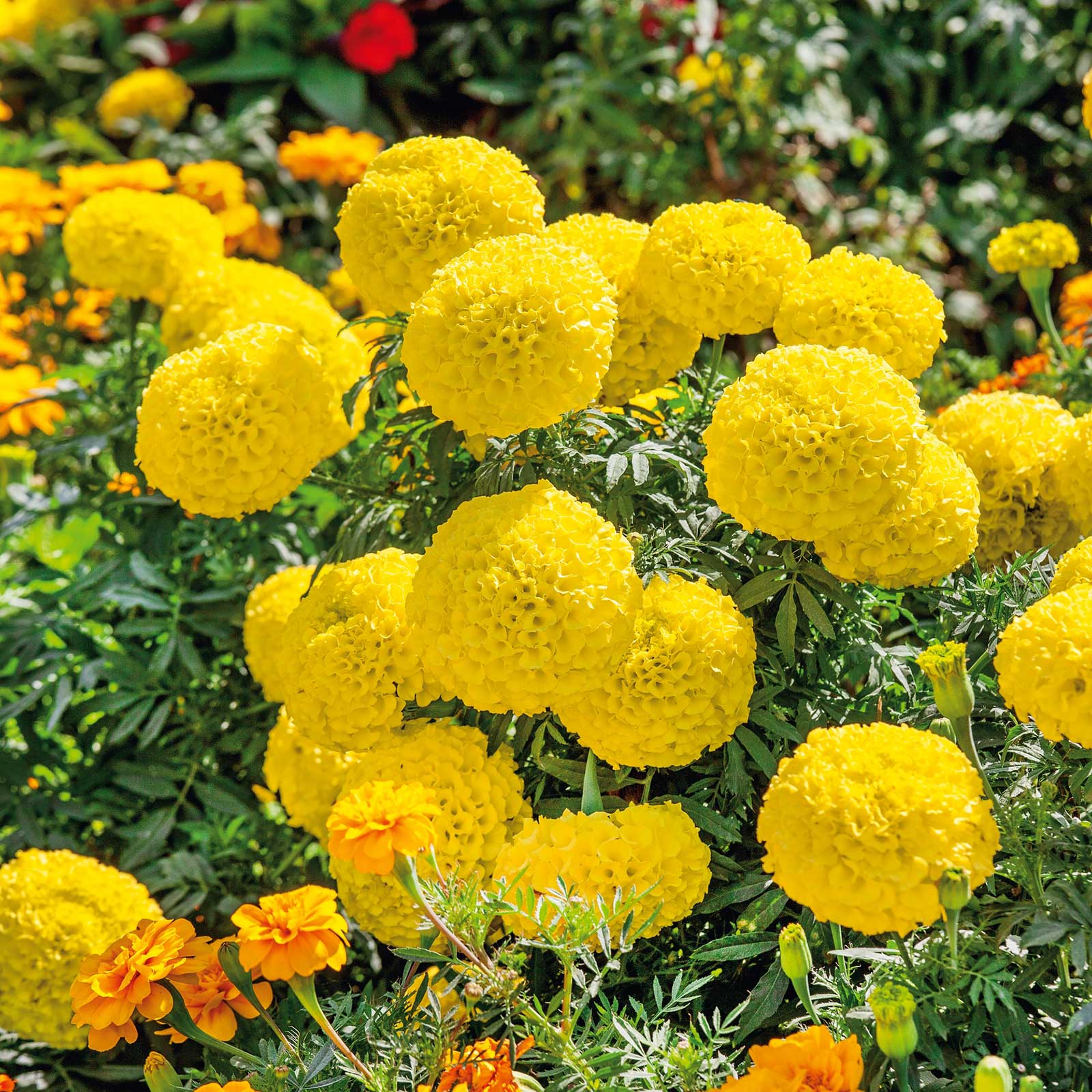 planting african marigold seeds Bulk African Marigold Seeds