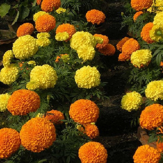 sugar spice african marigold