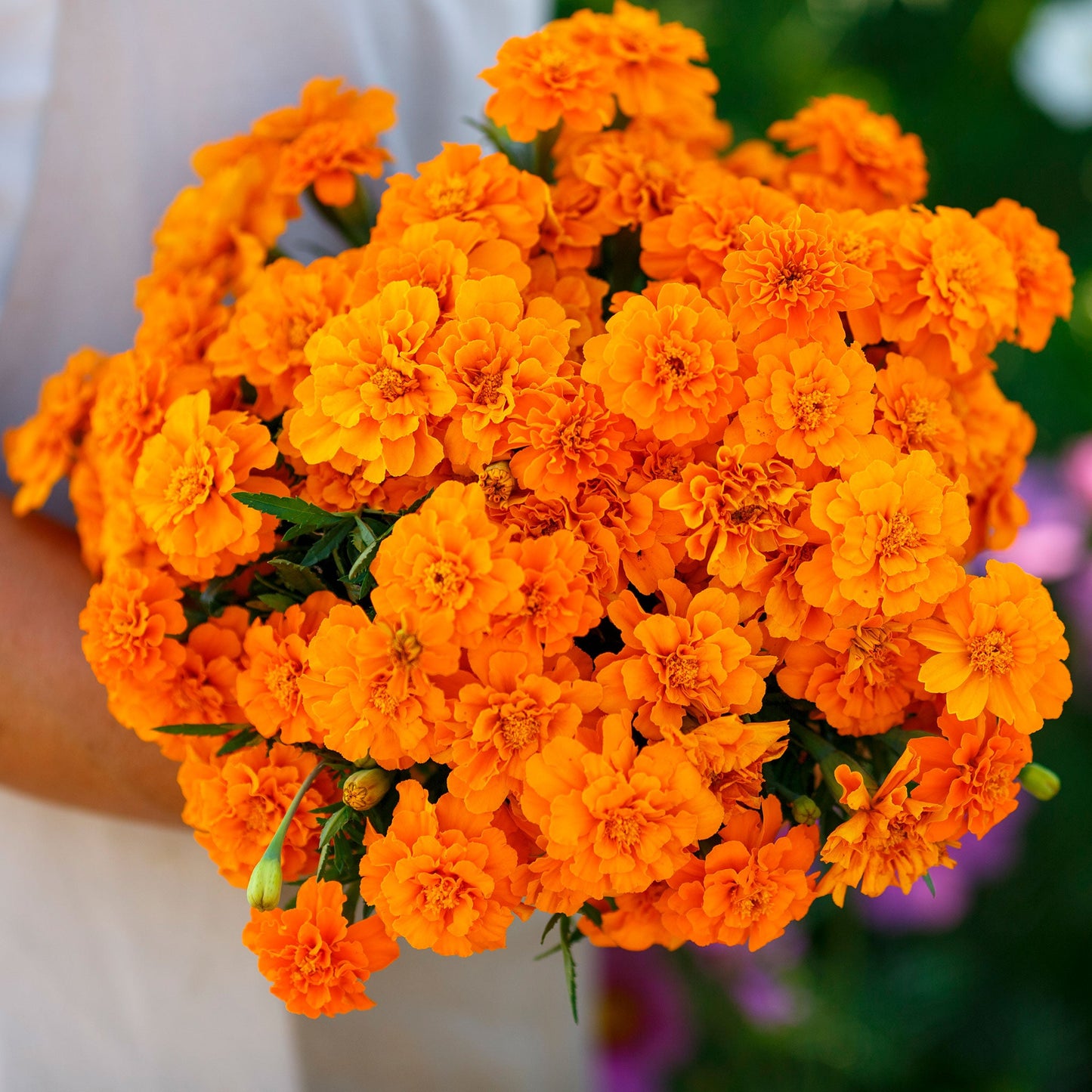 french marigold tangerine