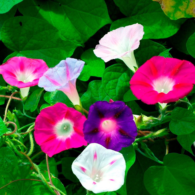 morning glory flower seeds Bulk Morning Glory Seeds