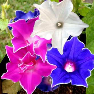 japanese morning glory seeds Bulk Morning Glory Seeds