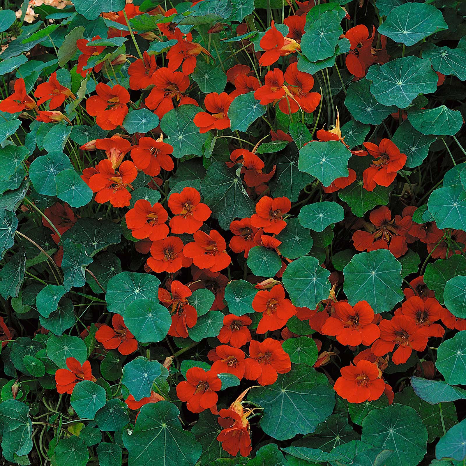 indian seeds plants Bulk Nasturtium Seeds (Dwarf)