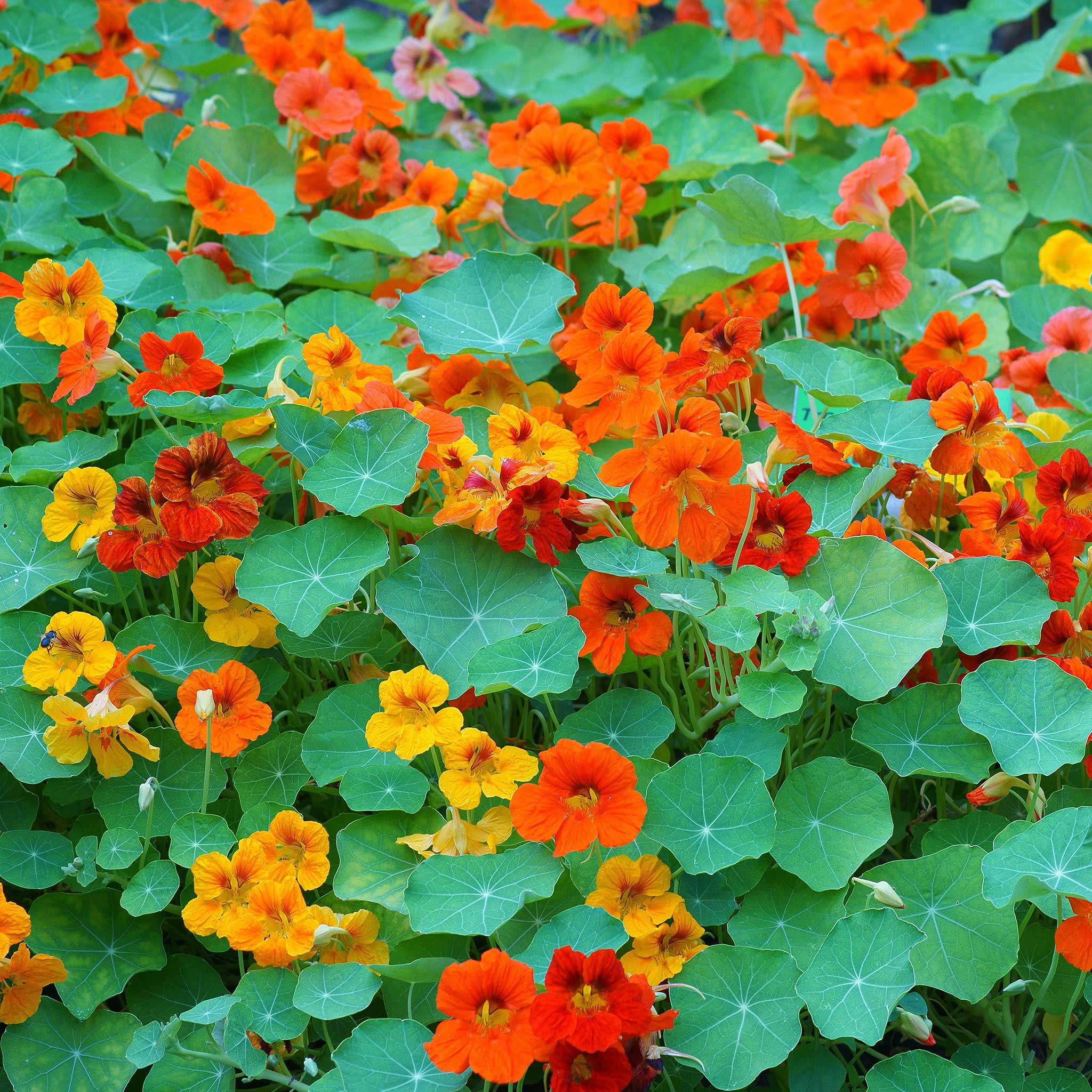 nasturtium from seed to flower Bulk Nasturtium Seeds - Mixed Colors