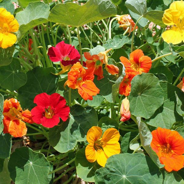 whirley bird double mix nasturtum