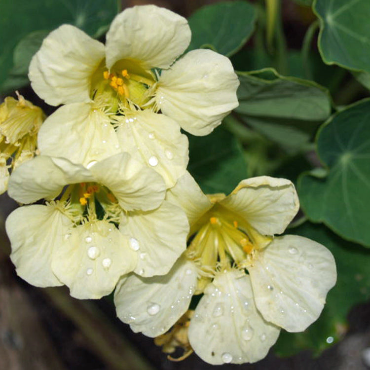 yeti nasturtum