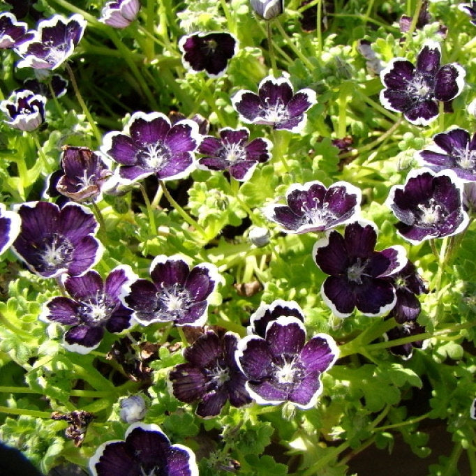 penny black nemophila