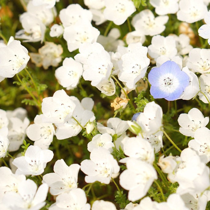 snow white nemophila