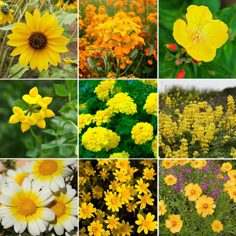 Yellow wildflowers deals