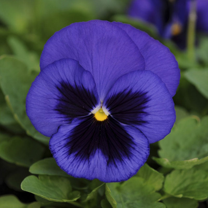 ullswater pansy 