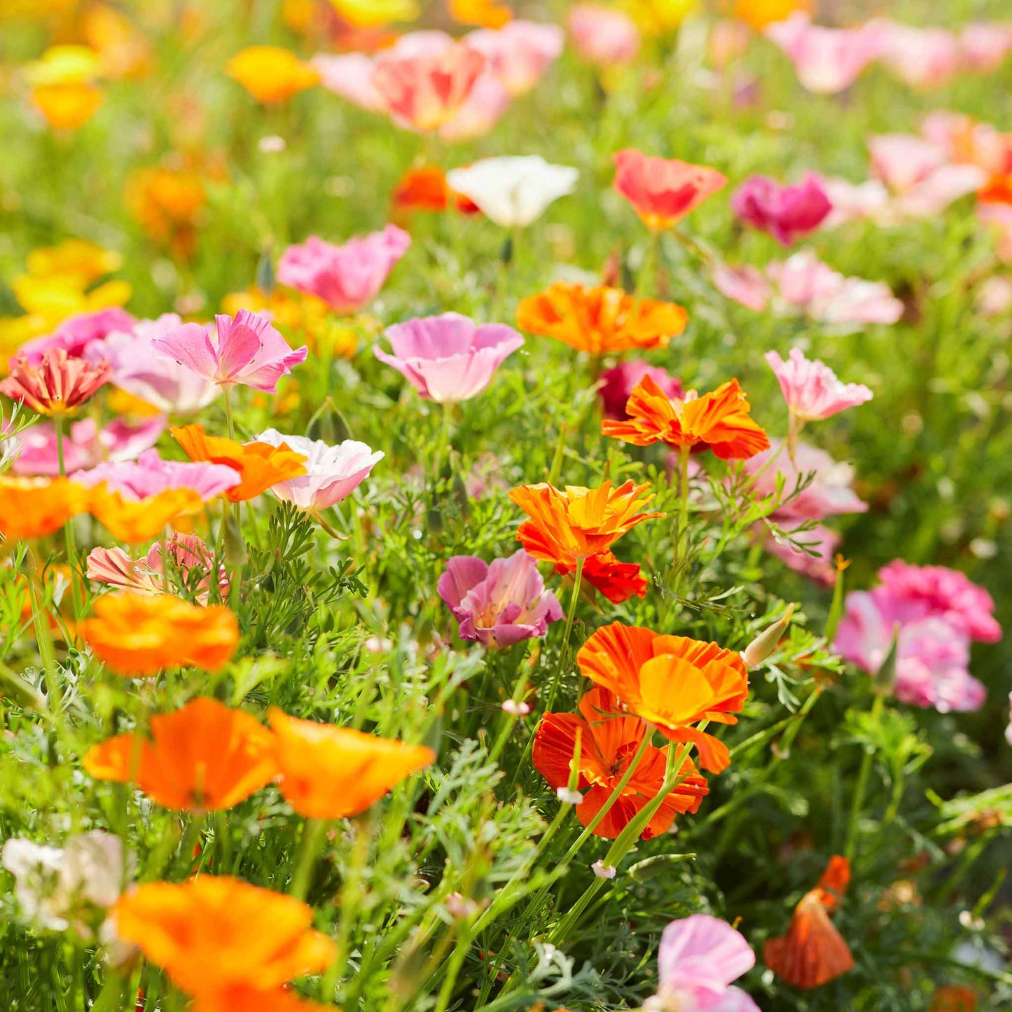 Mission Bells Mix Poppy