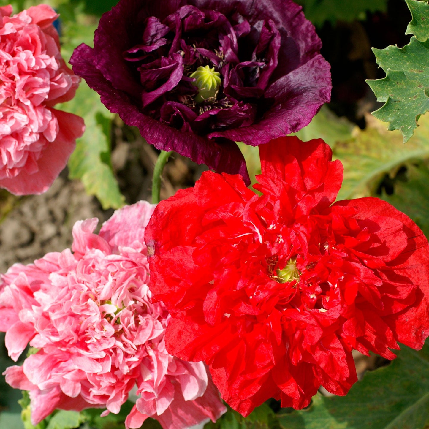 poppy paeoniflorum