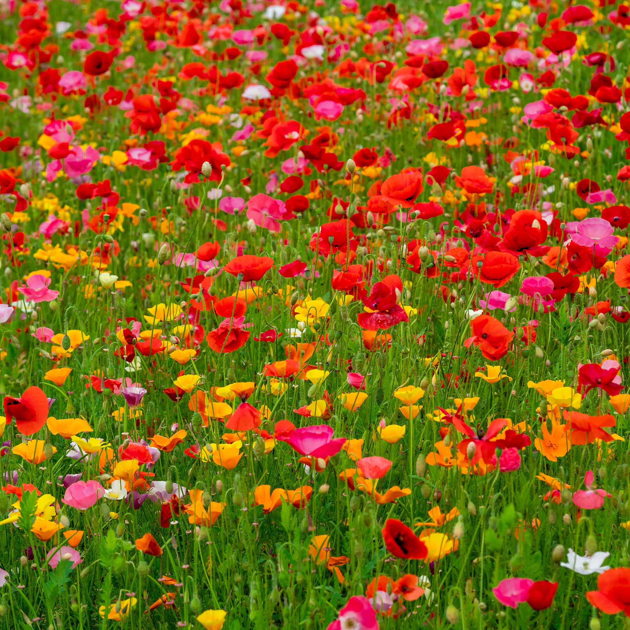 poppy wildflower seed mix Bulk Poppy Power