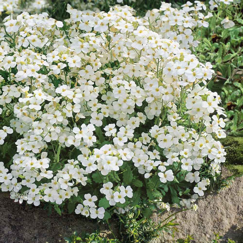 rock cress snow peak