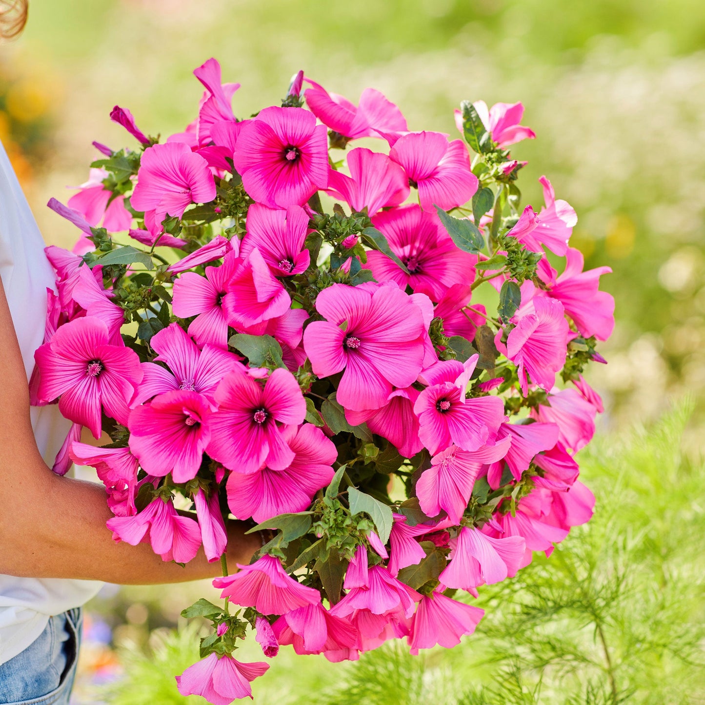 rose mallow tanagra