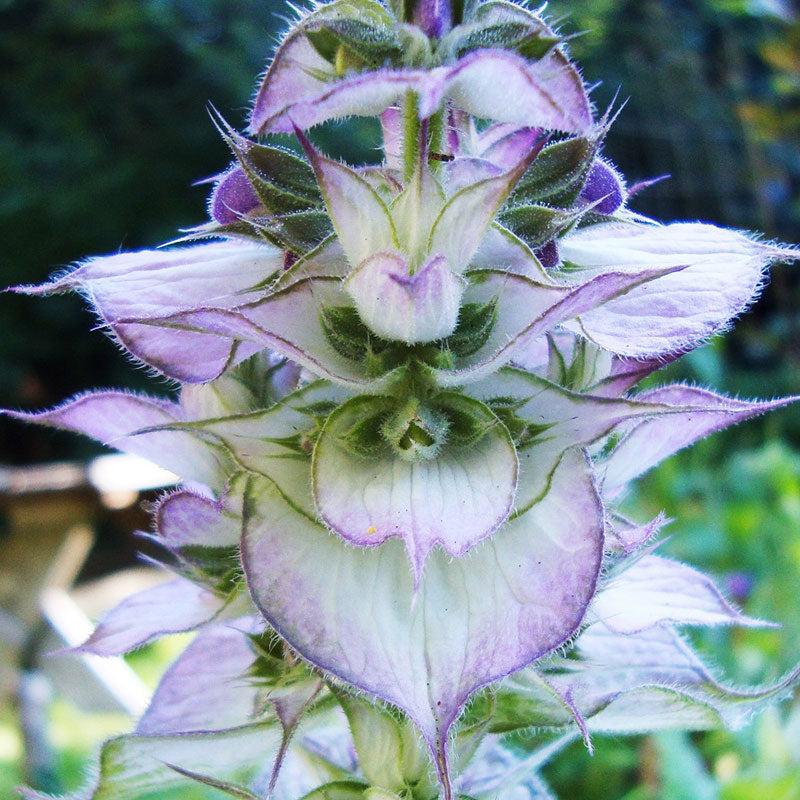 bluish white clary sage