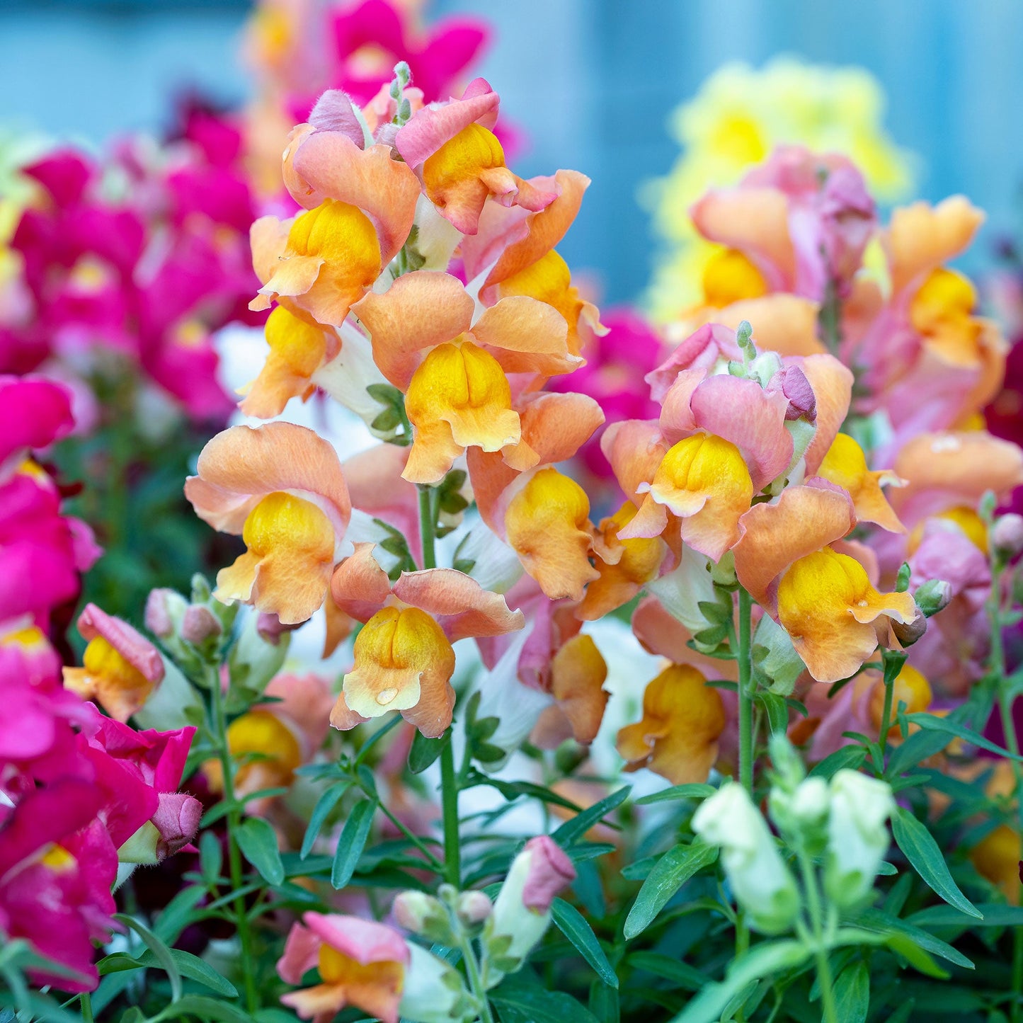 tetra mix snapdragon