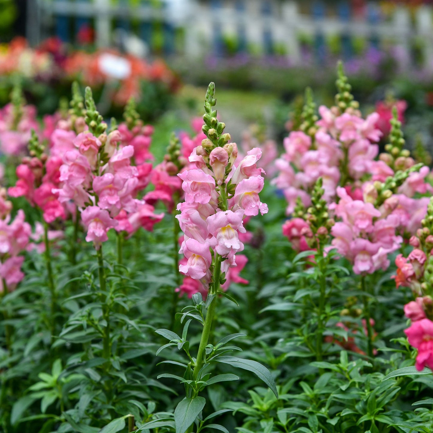 rose snapdragon 