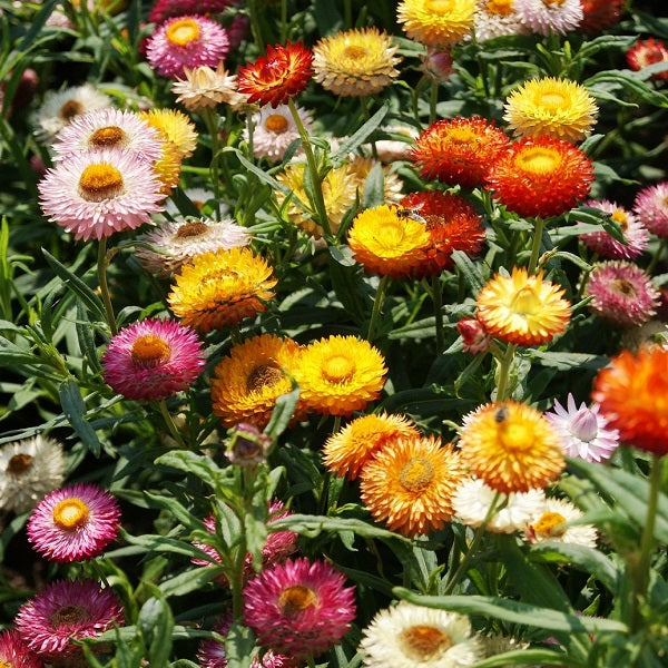 tom thumb strawflower