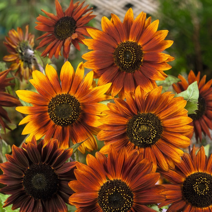 earthwalker sunflower