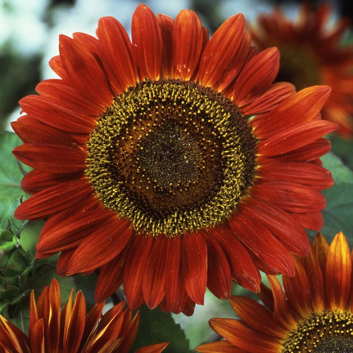 sunflower evening sun