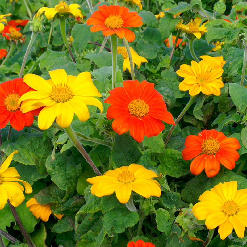 mexican sunflower mix