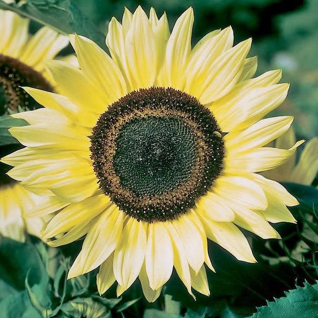 sunset lemon sunflower