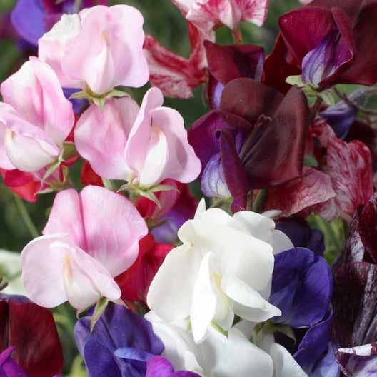 sweet pea old spice