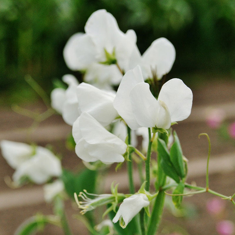 royal white sweet pea 