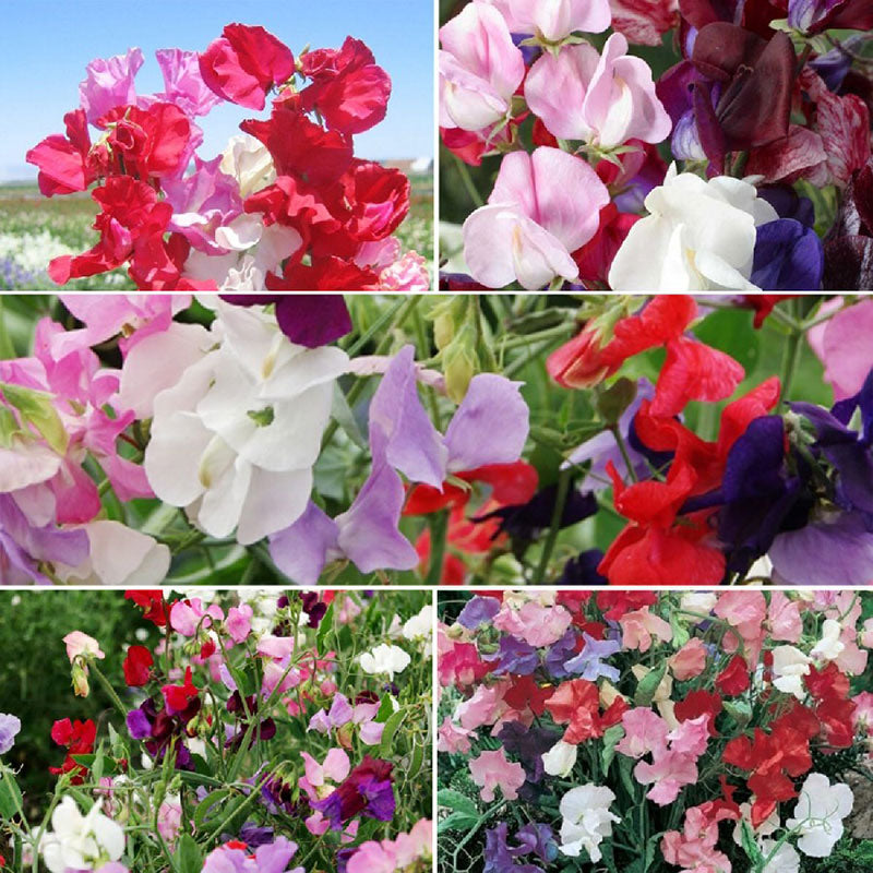 sweet pea seed mix