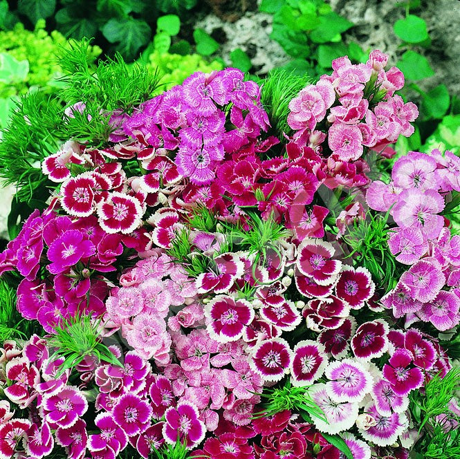 dianthus plant seeds Bulk Sweet William Seeds