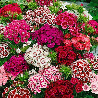 sweet william indian carpet