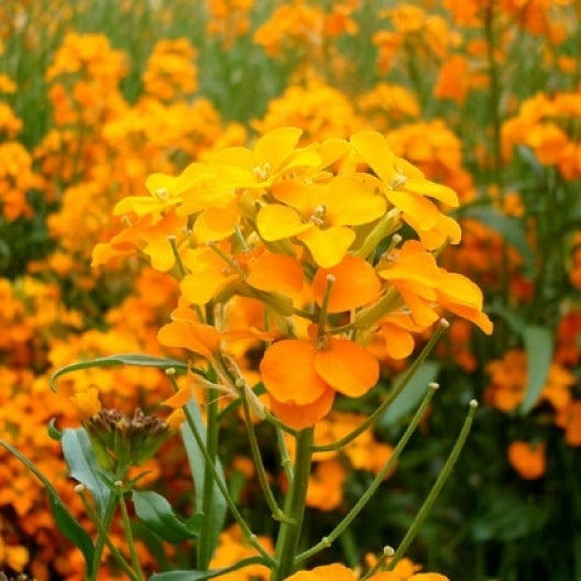 siberian wallflower