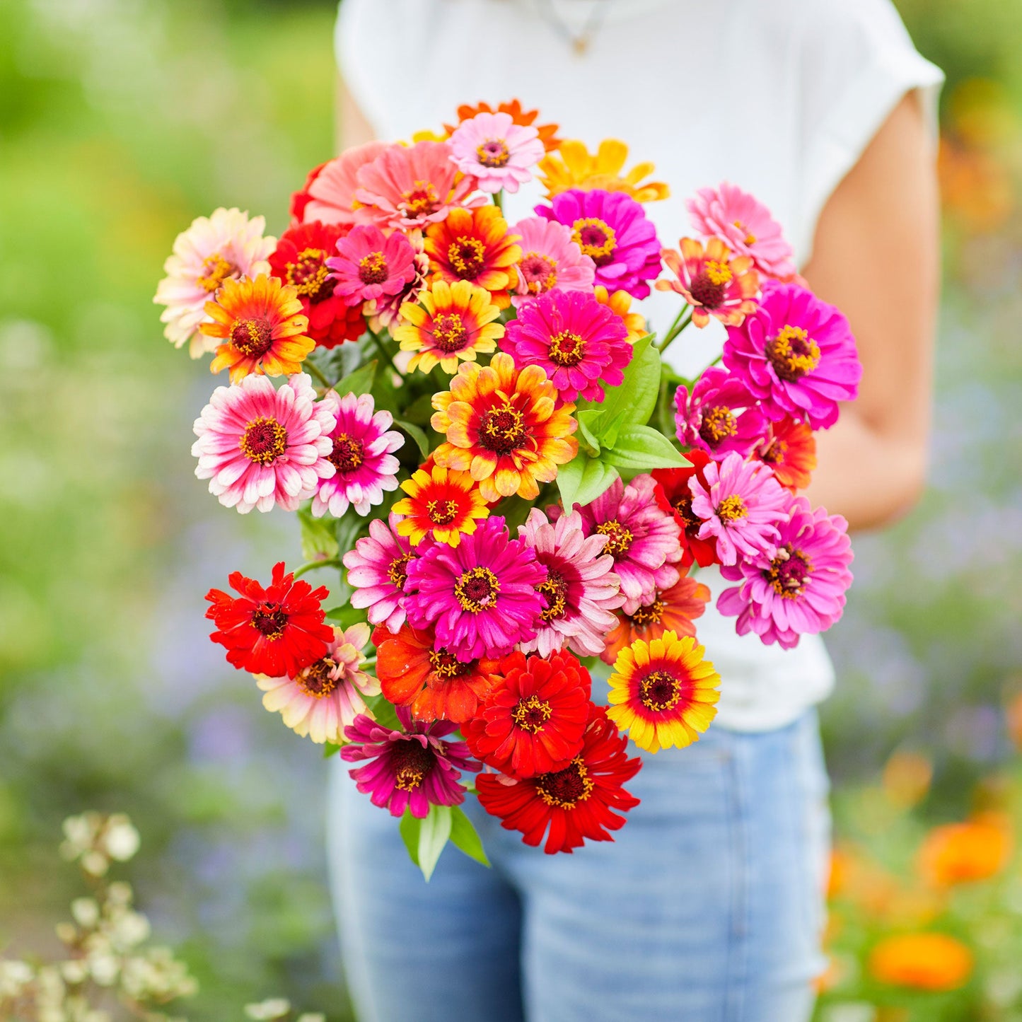 zinnia carrousel