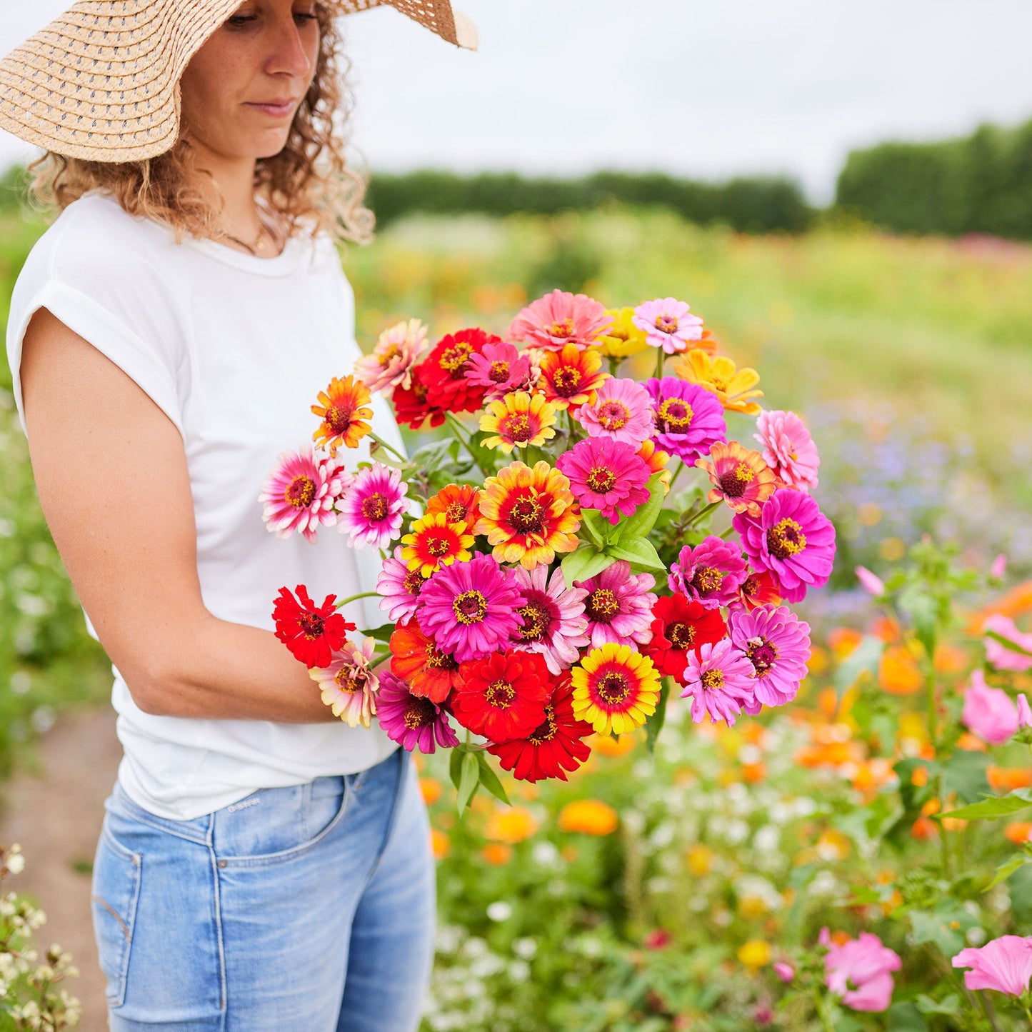 zinnia carrousel