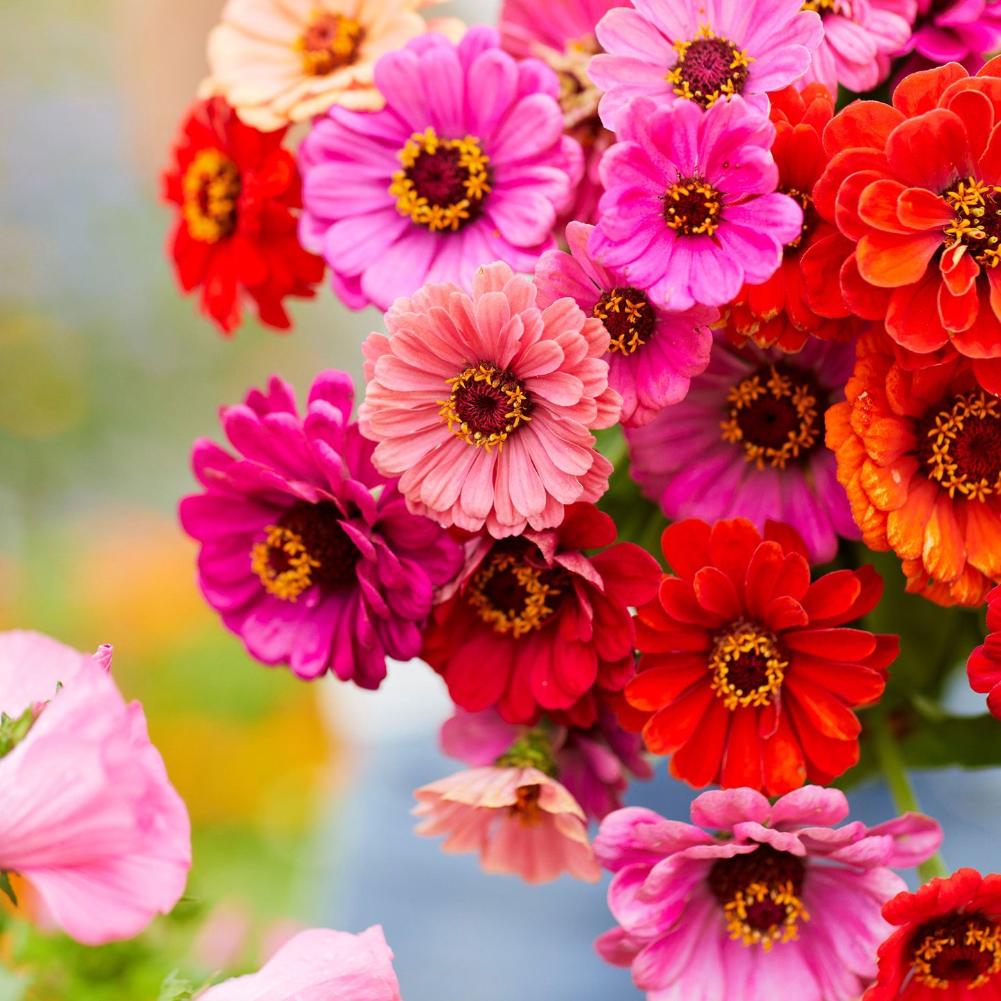 zinnia dahlia