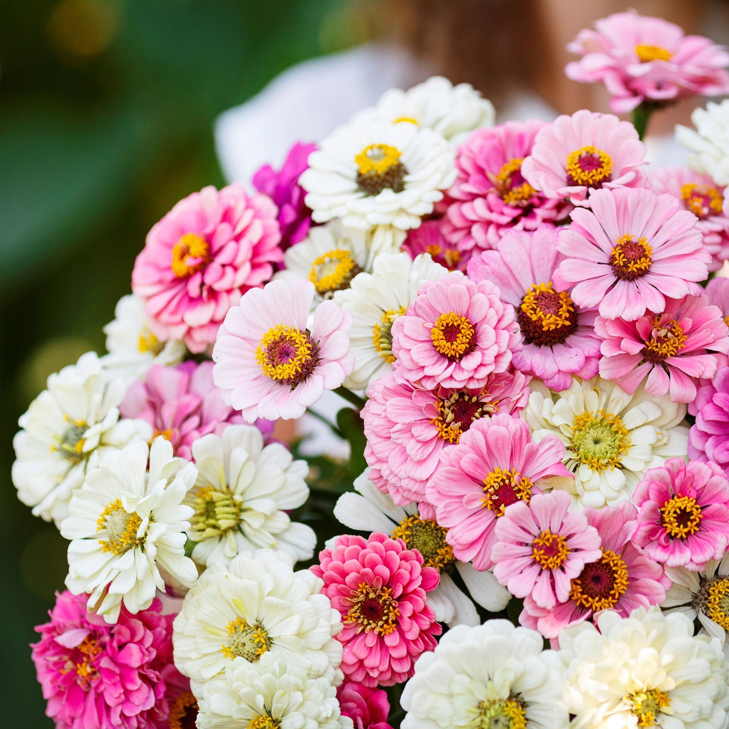 zinnia romantic mix