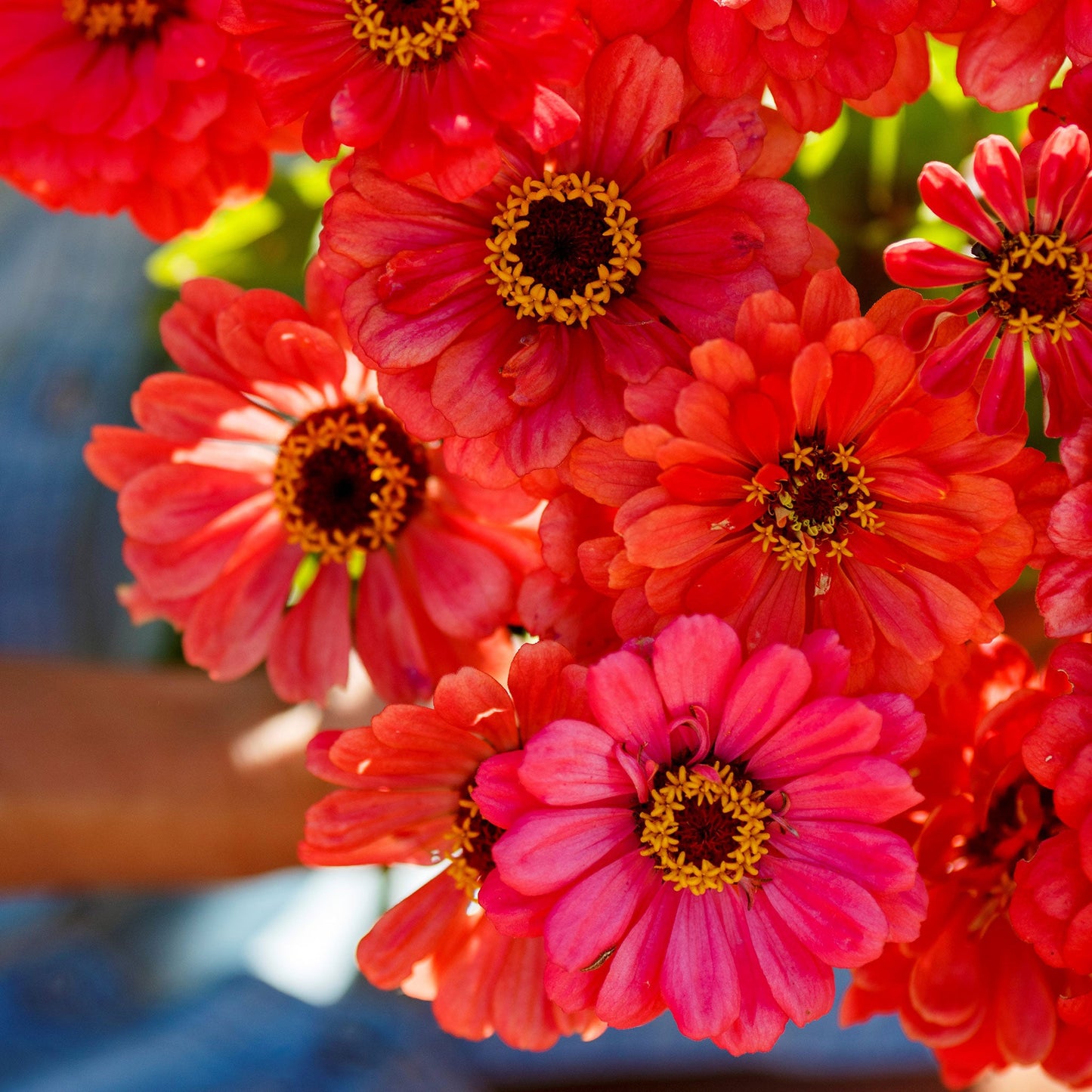 zinnia salmon queen