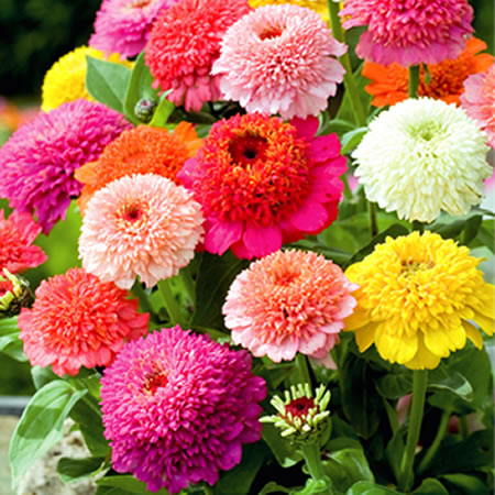 zinnia scabiosa mix